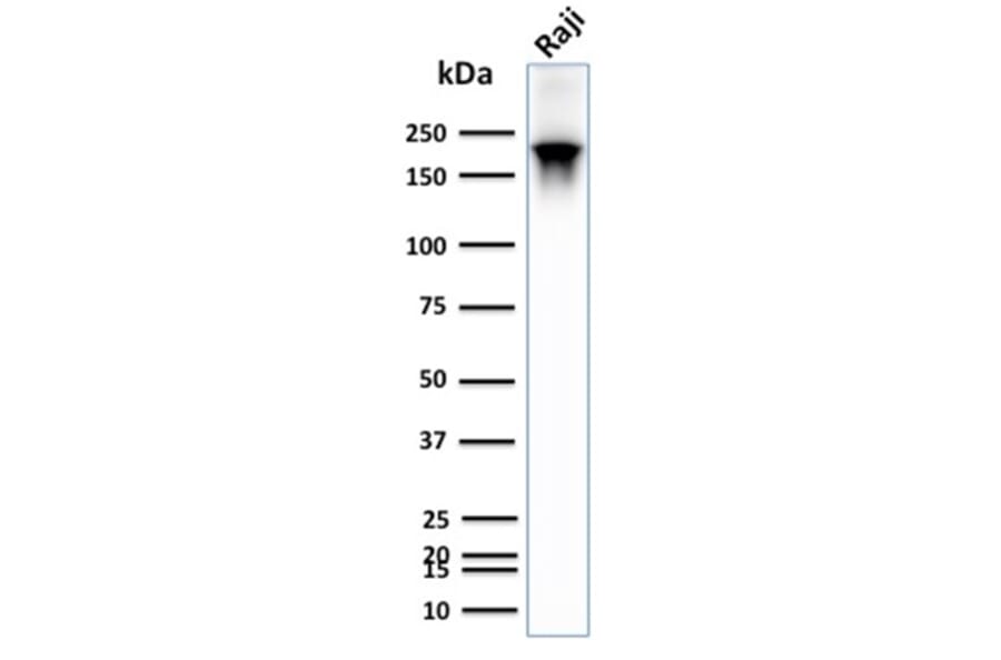 Western Blot - Anti-CD45RB Antibody [PTPRC/2877R] - BSA and Azide free (A252999) - Antibodies.com