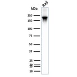 Western Blot - Anti-CD45RB Antibody [PTPRC/2877R] - BSA and Azide free (A252999) - Antibodies.com