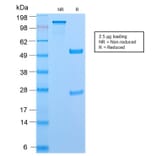 SDS-PAGE - Anti-CD45RB Antibody [PTPRC/2877R] - BSA and Azide free (A252999) - Antibodies.com