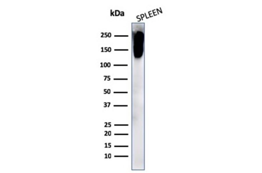 Western Blot - Anti-CD45RB Antibody [PTPRC/2877R] - BSA and Azide free (A252999) - Antibodies.com
