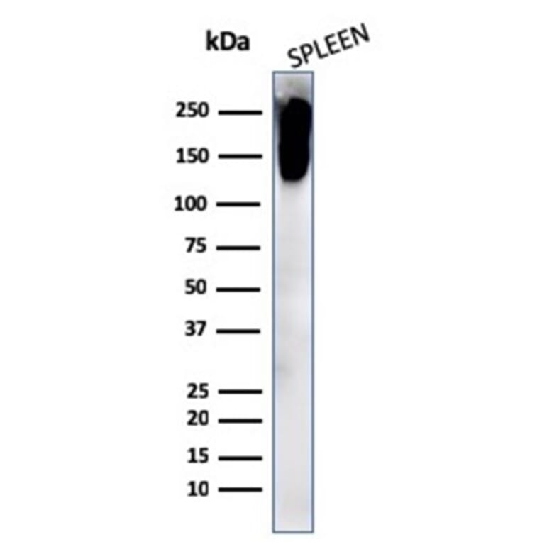 Western Blot - Anti-CD45RB Antibody [PTPRC/2877R] - BSA and Azide free (A252999) - Antibodies.com