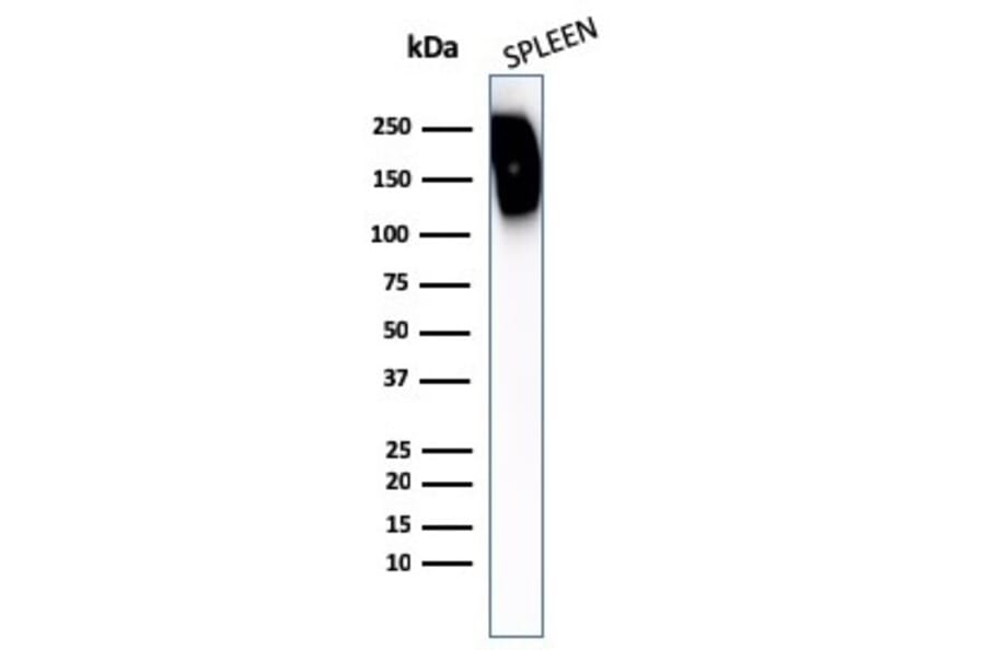 Western Blot - Anti-CD45RB Antibody - BSA and Azide free (A253001) - Antibodies.com