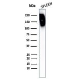 Western Blot - Anti-CD45RB Antibody - BSA and Azide free (A253001) - Antibodies.com