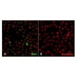 Immunofluorescence - Anti-Bax Antibody [2D2] - BSA and Azide free (A253002) - Antibodies.com