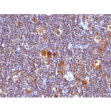 Immunohistochemistry - Anti-Bax Antibody [SPM336] - BSA and Azide free (A253003) - Antibodies.com