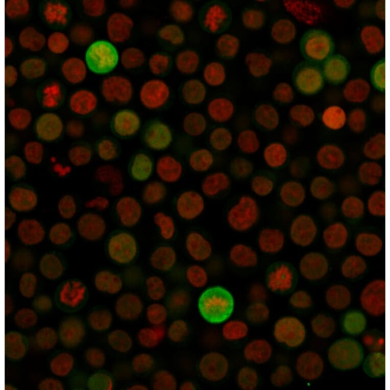 Immunofluorescence - Anti-Bax Antibody [SPM336] - BSA and Azide free (A253003) - Antibodies.com