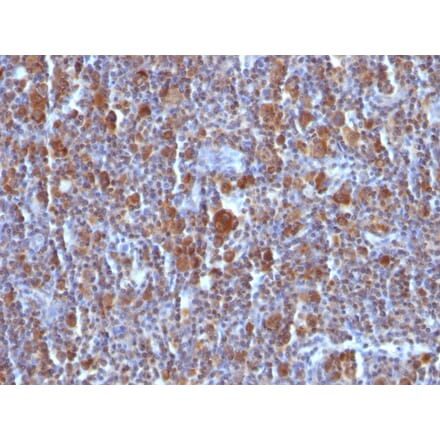 Immunohistochemistry - Anti-Bax Antibody [BAX/962] - BSA and Azide free (A253004) - Antibodies.com