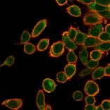 Immunofluorescence - Anti-OVOL2 Antibody [PCRP-OVOL2-2A1] - BSA and Azide free (A253005) - Antibodies.com