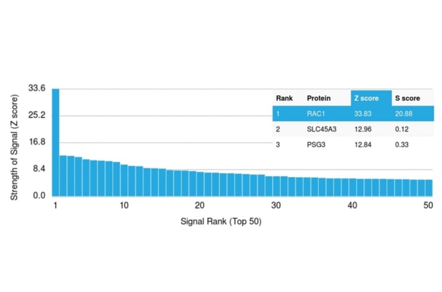Protein Array - Anti-RAC1 Antibody [CPTC-RAC1-1] - BSA and Azide free (A253006) - Antibodies.com