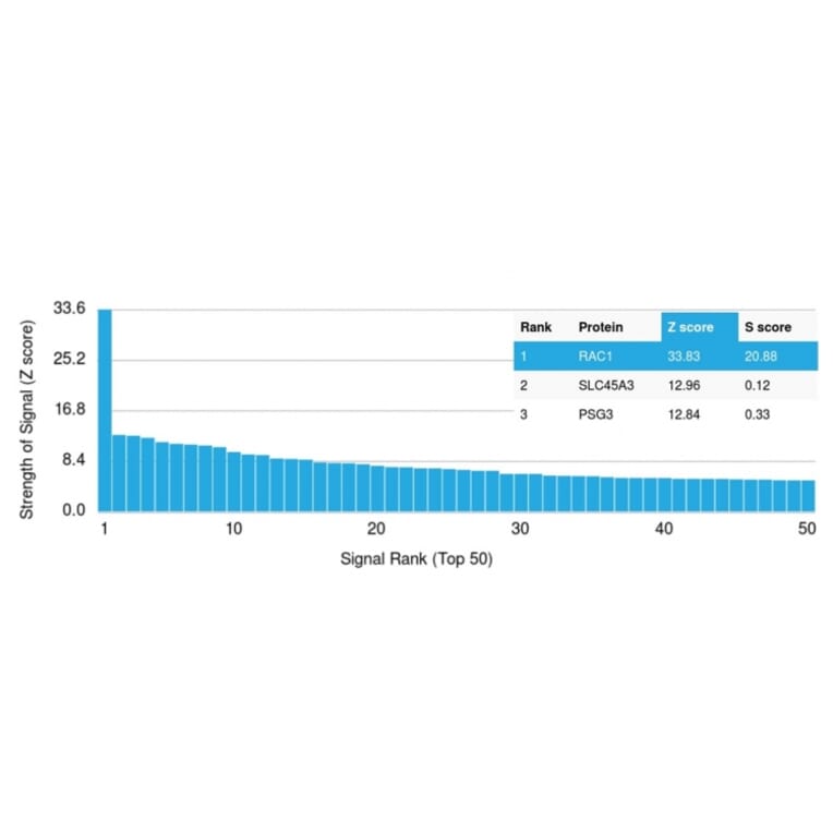 Protein Array - Anti-RAC1 Antibody [CPTC-RAC1-1] - BSA and Azide free (A253006) - Antibodies.com