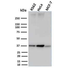 Western Blot - Anti-RAD51 Antibody [RAD51/2753] - BSA and Azide free (A253010) - Antibodies.com