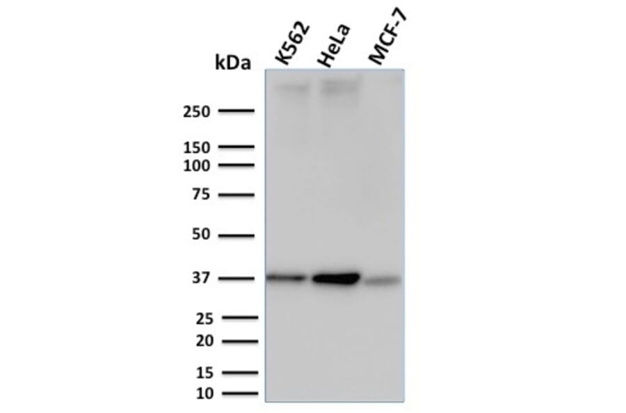 Western Blot - Anti-RAD51 Antibody [RAD51/2753] - BSA and Azide free (A253010) - Antibodies.com
