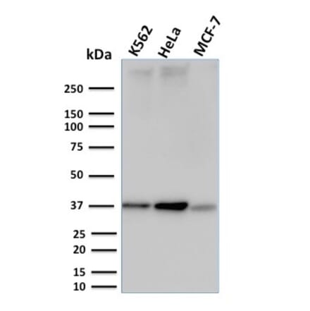 Western Blot - Anti-RAD51 Antibody [RAD51/2753] - BSA and Azide free (A253010) - Antibodies.com