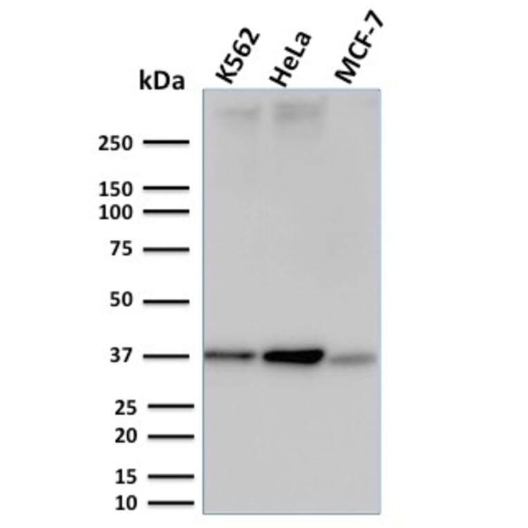 Western Blot - Anti-RAD51 Antibody [RAD51/2753] - BSA and Azide free (A253010) - Antibodies.com