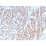 Immunohistochemistry - Anti-Rb1 Antibody [1F8] - BSA and Azide free (A253012) - Antibodies.com