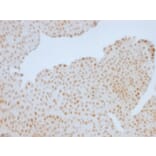 Immunohistochemistry - Anti-Rb1 Antibody [RB1/1754] - BSA and Azide free (A253014) - Antibodies.com