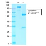 SDS-PAGE - Anti-Rb1 Antibody [RB1/2313R] - BSA and Azide free (A253016) - Antibodies.com