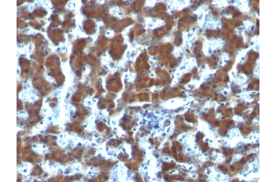 Immunohistochemistry - Anti-Retinol Binding Protein Antibody [G4E4] - BSA and Azide free (A253016) - Antibodies.com