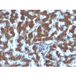 Immunohistochemistry - Anti-Retinol Binding Protein Antibody [G4E4] - BSA and Azide free (A253016) - Antibodies.com