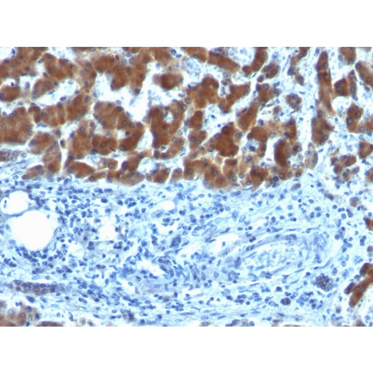 Immunohistochemistry - Anti-Retinol Binding Protein Antibody [SPM442] - BSA and Azide free (A253017) - Antibodies.com