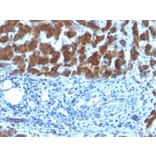 Immunohistochemistry - Anti-Retinol Binding Protein Antibody [SPM442] - BSA and Azide free (A253017) - Antibodies.com