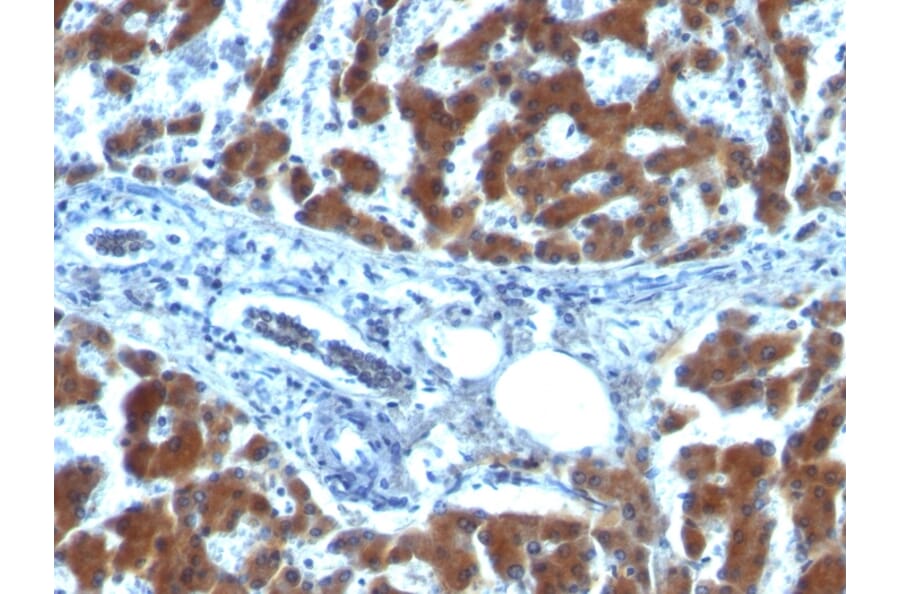 Immunohistochemistry - Anti-Retinol Binding Protein Antibody [RBP/872] - BSA and Azide free (A253018) - Antibodies.com
