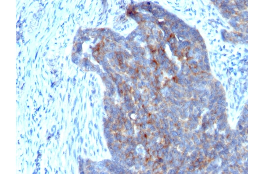 Immunohistochemistry - Anti-Retinol Binding Protein Antibody [RBP/872] - BSA and Azide free (A253019) - Antibodies.com