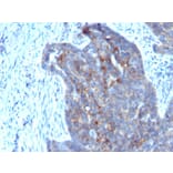 Immunohistochemistry - Anti-Retinol Binding Protein Antibody [RBP/872] - BSA and Azide free (A253019) - Antibodies.com