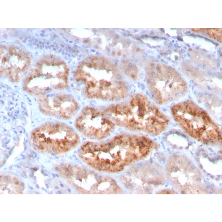 Immunohistochemistry - Anti-RBP4 Antibody [RBP4/4050] - BSA and Azide free (A253021) - Antibodies.com