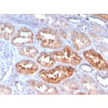 Immunohistochemistry - Anti-RBP4 Antibody [RBP4/4050] - BSA and Azide free (A253021) - Antibodies.com