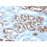 Immunohistochemistry - Anti-RBP4 Antibody [RBP4/4051] - BSA and Azide free (A253022) - Antibodies.com