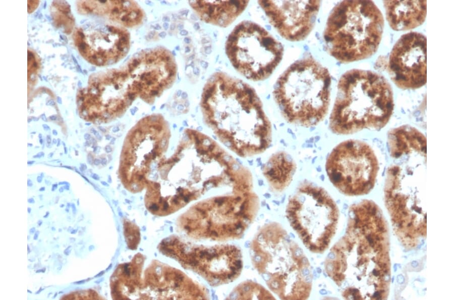 Immunohistochemistry - Anti-RBP4 Antibody [RBP4/4053] - BSA and Azide free (A253023) - Antibodies.com
