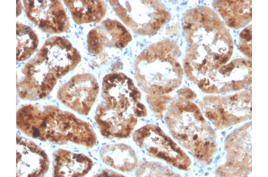 Immunohistochemistry - Anti-RBP4 Antibody [RBP4/4053] - BSA and Azide free (A253023) - Antibodies.com