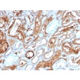 Immunohistochemistry - Anti-RBP4 Antibody [RBP4/4314] - BSA and Azide free (A253024) - Antibodies.com