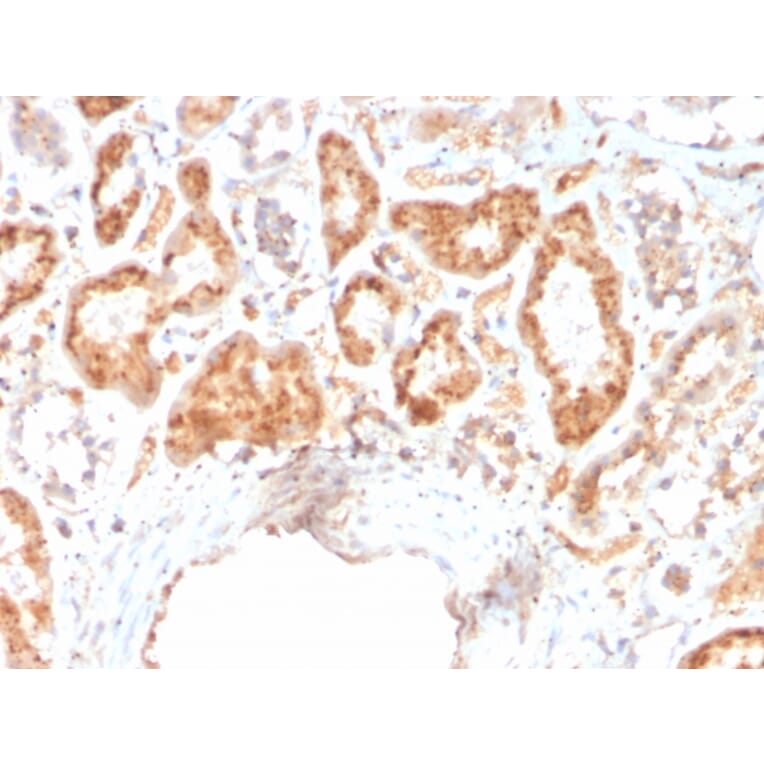 Immunohistochemistry - Anti-RBP4 Antibody [RBP4/4316] - BSA and Azide free (A253025) - Antibodies.com