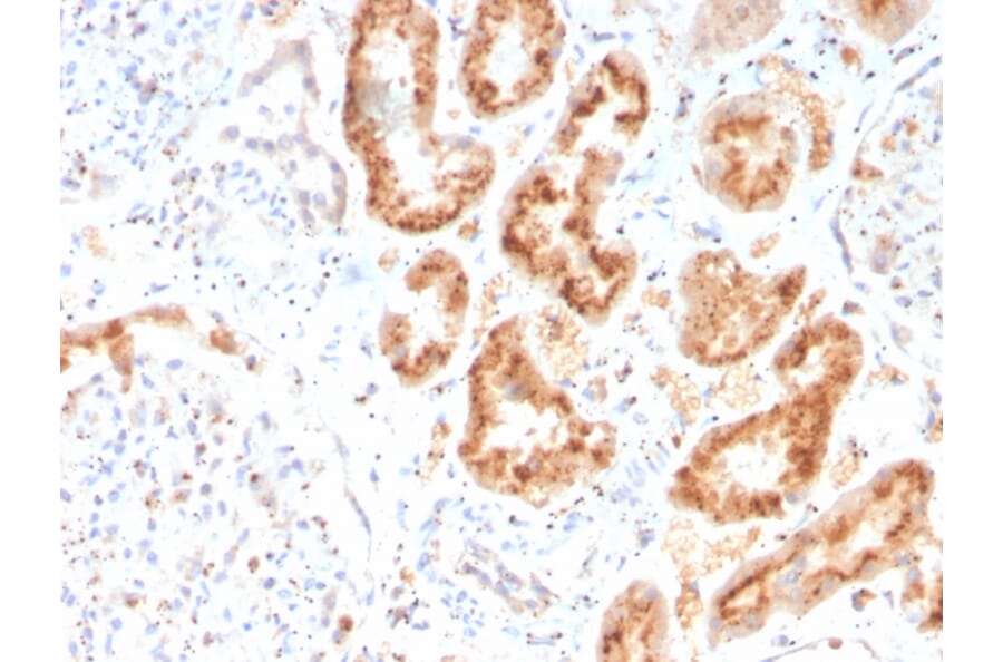 Immunohistochemistry - Anti-RBP4 Antibody [RBP4/4316] - BSA and Azide free (A253025) - Antibodies.com