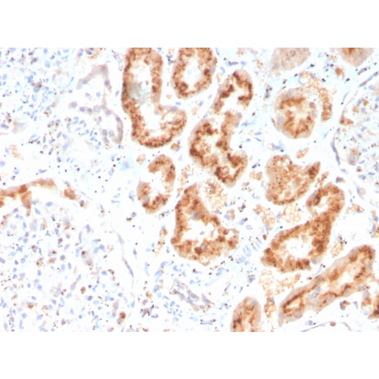 Immunohistochemistry - Anti-RBP4 Antibody [RBP4/4316] - BSA and Azide free (A253025) - Antibodies.com