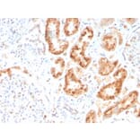 Immunohistochemistry - Anti-RBP4 Antibody [RBP4/4316] - BSA and Azide free (A253025) - Antibodies.com