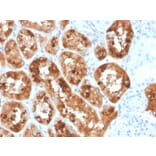 Immunohistochemistry - Anti-RBP4 Antibody [RBP4/4042] - BSA and Azide free (A253028) - Antibodies.com