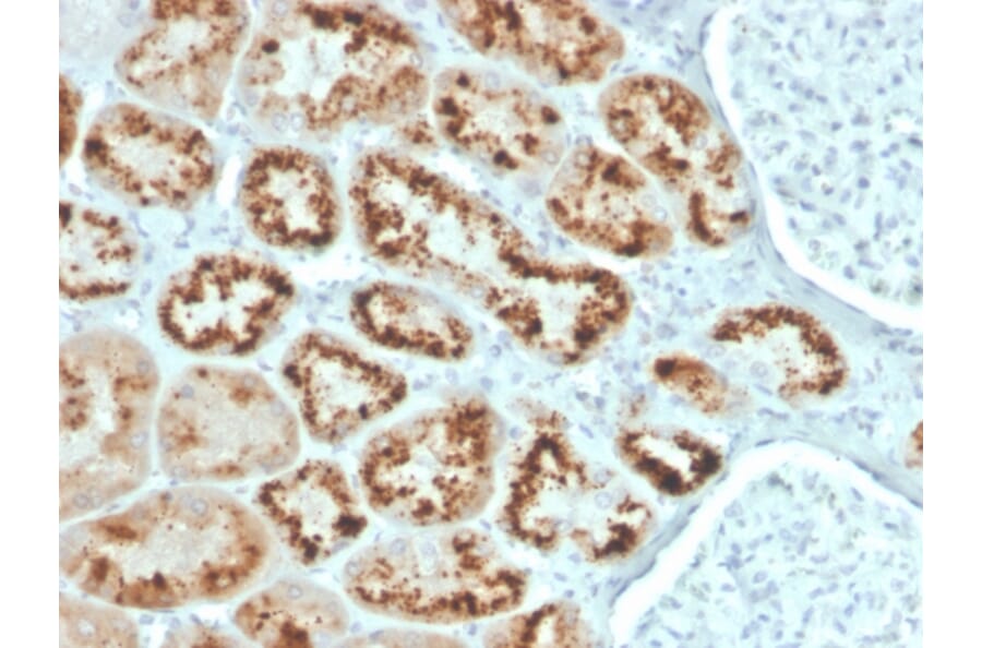 Immunohistochemistry - Anti-RBP4 Antibody [RBP4/4043] - BSA and Azide free (A253029) - Antibodies.com