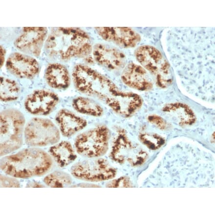 Immunohistochemistry - Anti-RBP4 Antibody [RBP4/4043] - BSA and Azide free (A253029) - Antibodies.com