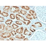 Immunohistochemistry - Anti-RBP4 Antibody [RBP4/4043] - BSA and Azide free (A253029) - Antibodies.com