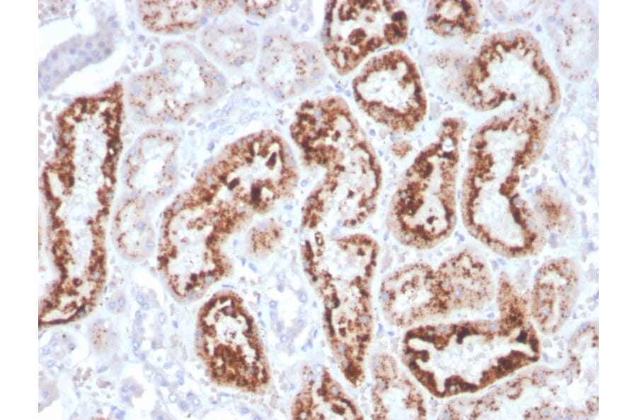 Immunohistochemistry - Anti-RBP4 Antibody [RBP4/4043] - BSA and Azide free (A253029) - Antibodies.com