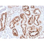 Immunohistochemistry - Anti-RBP4 Antibody [RBP4/4043] - BSA and Azide free (A253029) - Antibodies.com