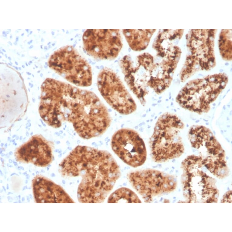 Immunohistochemistry - Anti-RBP4 Antibody [RBP4/4045] - BSA and Azide free (A253031) - Antibodies.com