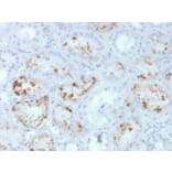 Immunohistochemistry - Anti-RBP4 Antibody [RBP4/4047] - BSA and Azide free (A253032) - Antibodies.com