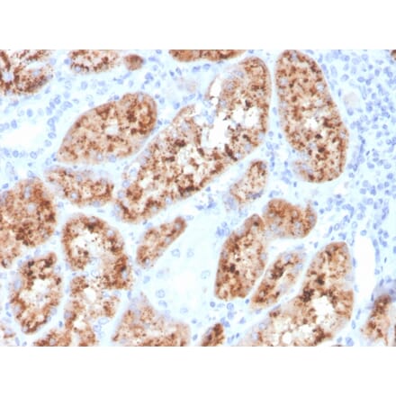 Immunohistochemistry - Anti-RBP4 Antibody [RBP4/4048] - BSA and Azide free (A253033) - Antibodies.com