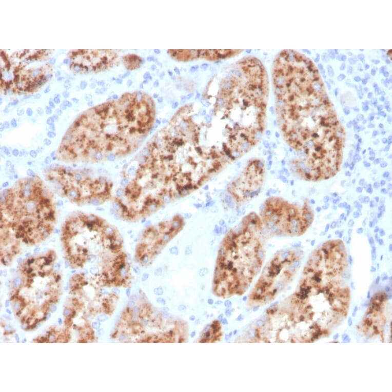 Immunohistochemistry - Anti-RBP4 Antibody [RBP4/4048] - BSA and Azide free (A253033) - Antibodies.com