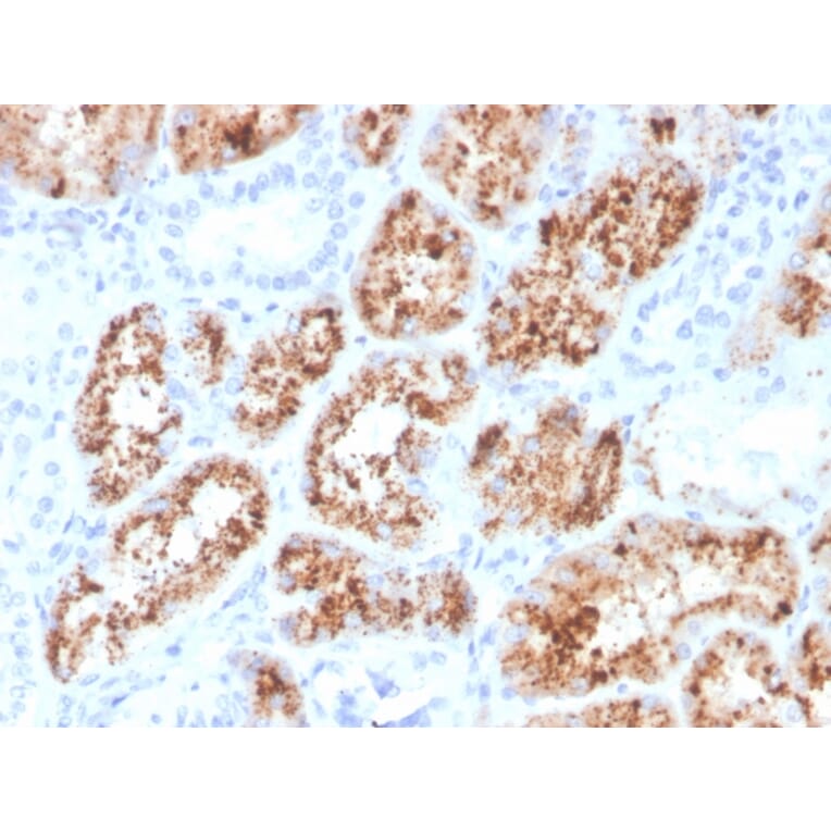Immunohistochemistry - Anti-RBP4 Antibody [RBP4/4048] - BSA and Azide free (A253033) - Antibodies.com