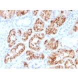 Immunohistochemistry - Anti-RBP4 Antibody [RBP4/4048] - BSA and Azide free (A253033) - Antibodies.com